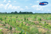 Dự án tại huyện Đức Huệ, tỉnh Long An