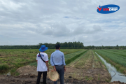 Dự án tại huyện Tân Thạnh, tỉnh Long An